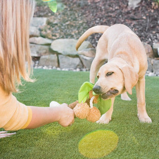 P.L.A.Y. Tropical Paradise Plush Dog Toy Collection | Henlo Pets