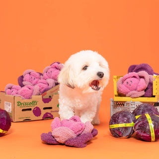 the furryfolks Red Cabbage Nose Work Dog Toy | Henlo Pets