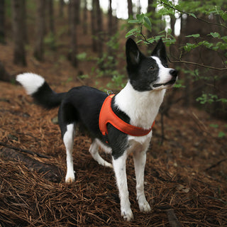 Charlie's Backyard Town Cordura Harness Orange | Henlo Pets