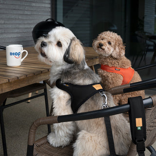 Charlie's Backyard Town Cordura Harness Black | Henlo Pets