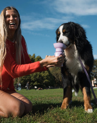 Springer Pets Flip Dog Travel Water Bottle | Henlo Pets