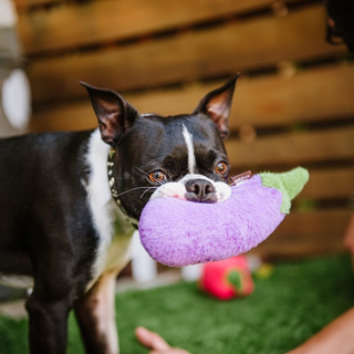 P.L.A.Y. Farm Fresh Plush Dog Toy Collection | Henlo Pets