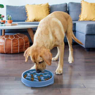 Outward Hound Fun Feeder Slo Bowl Slow Feeder Dog Bowl | Henlo Pets