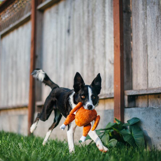 P.L.A.Y. Holiday Classic Plush Dog Toy Collection | Henlo Pets