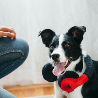 P.L.A.Y. Globetrotter Plush Dog Toy Collection | Henlo Pets