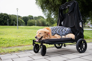 Ibiyaya Grand Cruiser Foldable Pet Stroller - Large Breeds, Elderly & Injured Pets | Henlo Pets