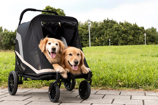 Ibiyaya Grand Cruiser Foldable Pet Stroller - Large Breeds, Elderly & Injured Pets | Henlo Pets