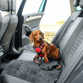 KONG Travel Seat Belt Tether for Dog | Henlo Pets