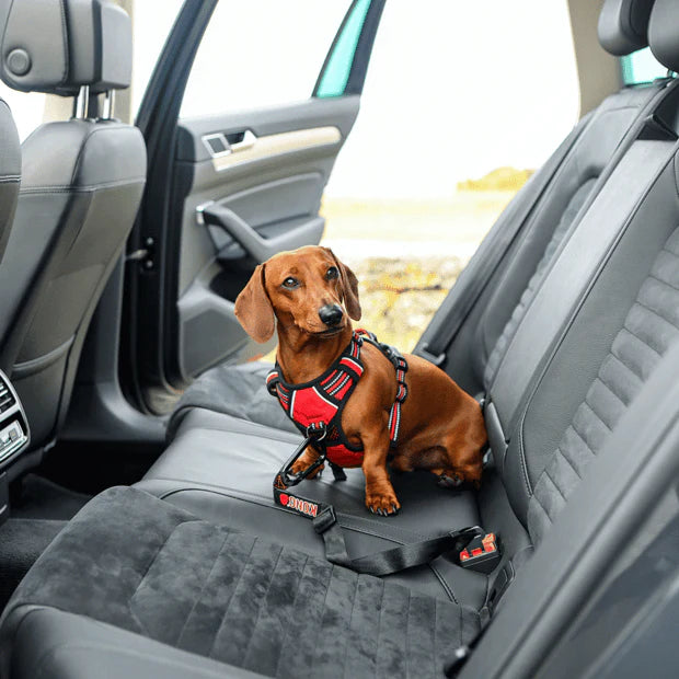 KONG Travel Seat Belt Tether for Dog - Henlo Pets