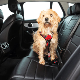KONG Travel Seat Belt Tether for Dog | Henlo Pets