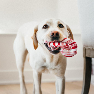 P.L.A.Y. Holiday Classic Plush Dog Toy Collection | Henlo Pets