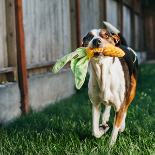 P.L.A.Y. Farm Fresh Plush Dog Toy Collection | Henlo Pets