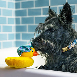 P.L.A.Y. Splish Splash Plush Dog Toy Collection | Henlo Pets