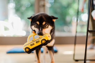 P.L.A.Y. Canine Commute Plush Dog Toy Collection | Henlo Pets