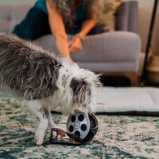 P.L.A.Y. Hollywoof Cinema Plush Dog Toy Collection | Henlo Pets