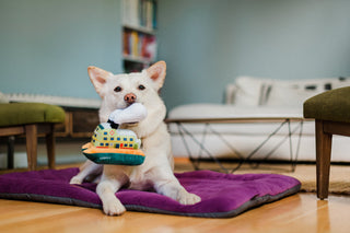 P.L.A.Y. Canine Commute Plush Dog Toy Collection | Henlo Pets