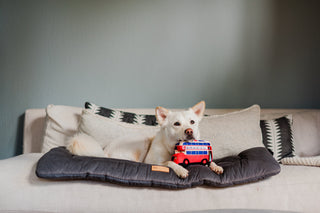 P.L.A.Y. Canine Commute Plush Dog Toy Collection | Henlo Pets
