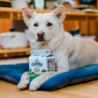 P.L.A.Y. x Clover Sonoma Canine Milk Carton Plush Dog Toy | Henlo Pets
