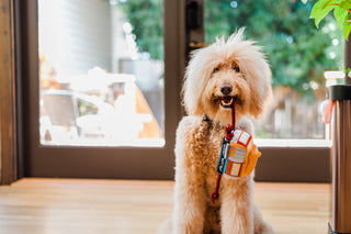 P.L.A.Y. Canine Commute Plush Dog Toy Collection | Henlo Pets