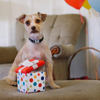 P.L.A.Y. Party Time Plush Dog Toy Collection | Henlo Pets