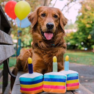 P.L.A.Y. Party Time Plush Dog Toy Collection | Henlo Pets