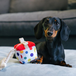 P.L.A.Y. Party Time Plush Dog Toy Collection | Henlo Pets