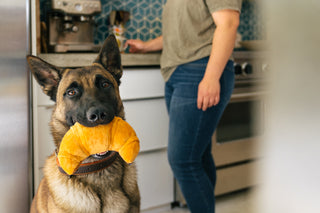 P.L.A.Y. Barking Brunch Plush Dog Toy Collection | Henlo Pets