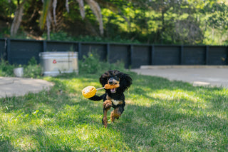 P.L.A.Y. Barking Brunch Plush Dog Toy Collection | Henlo Pets