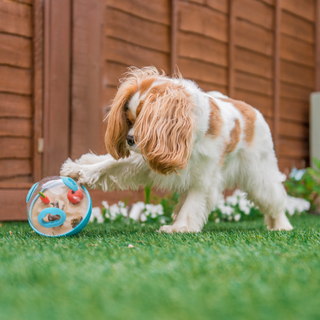 P.L.A.Y. Wobble Ball 2.0 Enrichment Dog Toy | Henlo Pets