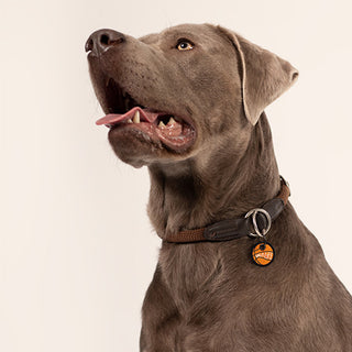 Ball Is Life Dog Tag | Henlo Pets