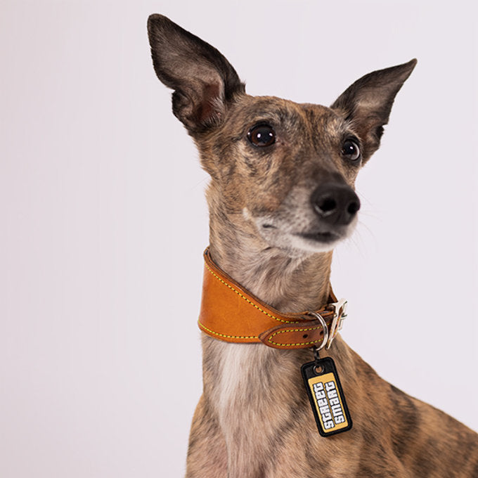 Street Smart - Ultra Light Dog Tag - Henlo Pets