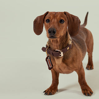 Snacks Dog Tag | Henlo Pets