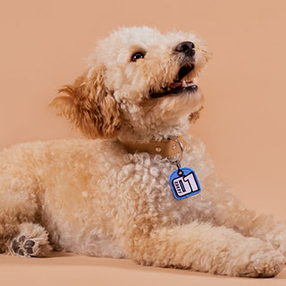 Level 01 Dog Tag | Henlo Pets