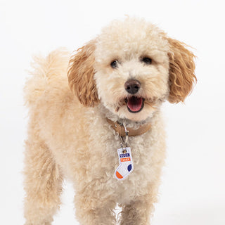 Sock Thief Dog Tag | Henlo Pets