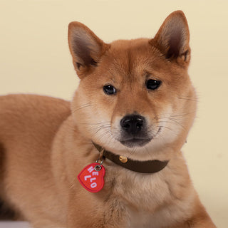Hello! Dog Tag | Henlo Pets