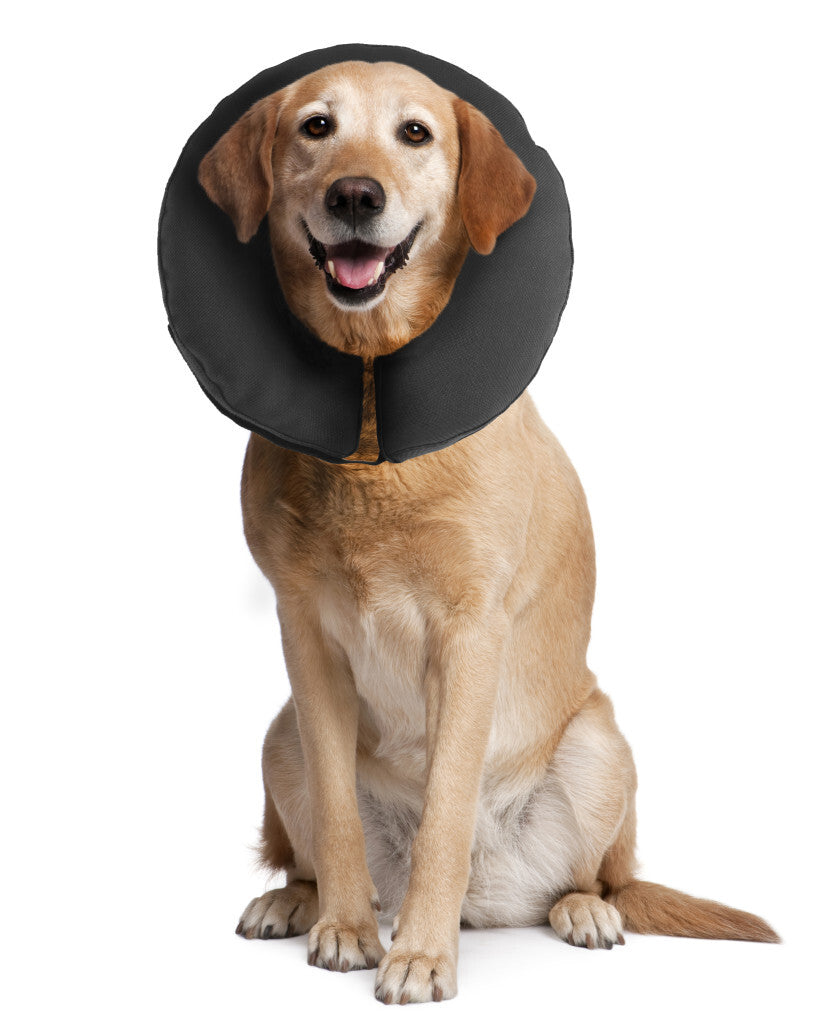 ZenPet ProCollar Recovery Inflatable Collar - Henlo Pets
