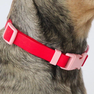 Approved by Fritz Cherry Collar | Henlo Pets