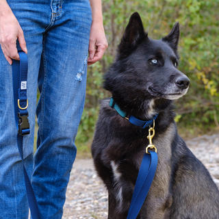 Dog + Bone Martingale Collar Forest & Navy | Henlo Pets