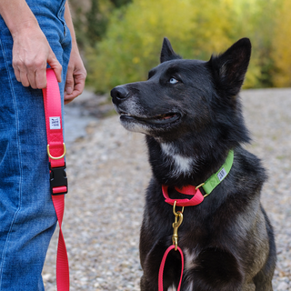 Dog + Bone Martingale Collar Greenery & Punch | Henlo Pets