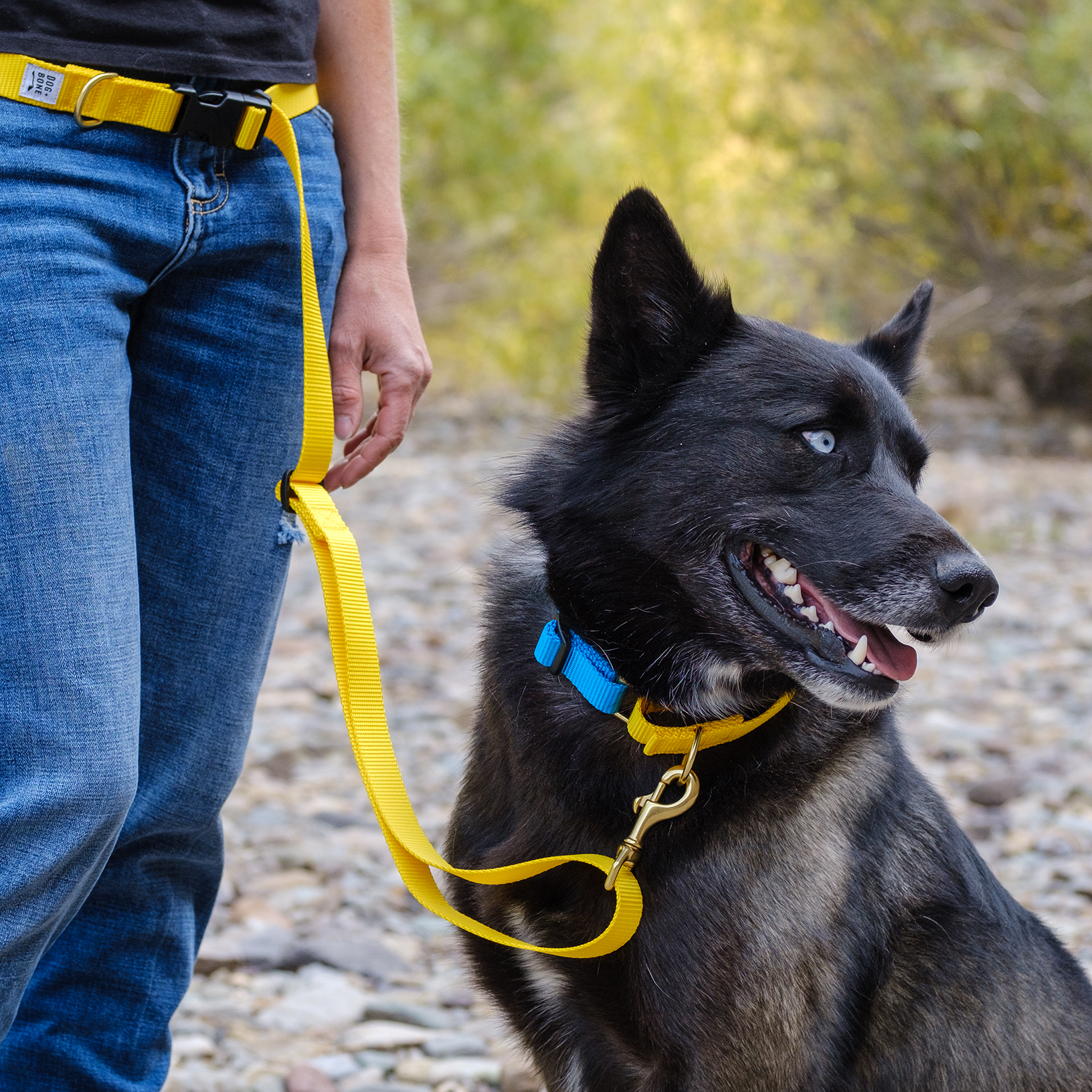 Dog + Bone - Martingale Collar Blue &amp; Yellow - Henlo Pets