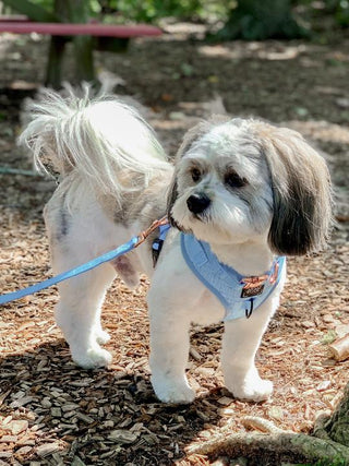 Sassy Woof Adjustable Harness - Blumond | Henlo Pets