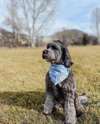 The Paws - Buzz Bandana | Henlo Pets
