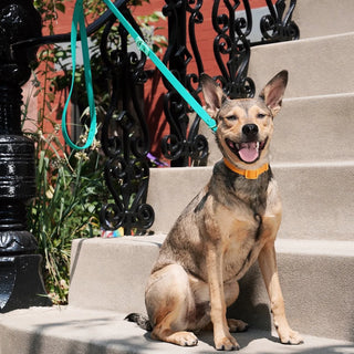 Approved by Fritz Liberty Green Leash | Henlo Pets