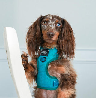 Sassy Woof Adjustable Harness - Napa | Henlo Pets
