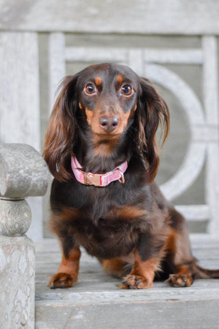 Sassy Woof Collar - Dolce Rose | Henlo Pets