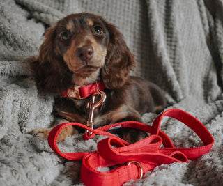 Sassy Woof Collar - Merlot | Henlo Pets