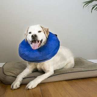 KONG Cloud Inflatable Recovery Collar | Henlo Pets