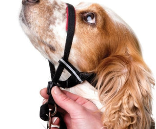 Company of Animals Halti Optifit Headcollar | Henlo Pets