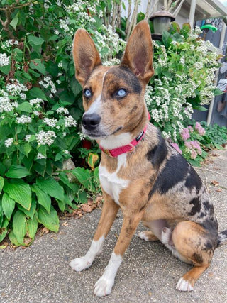 Sassy Woof Collar - Merlot | Henlo Pets