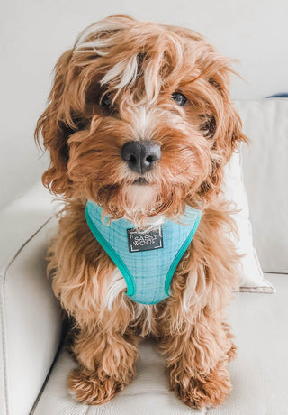 Sassy Woof Reversible Harness - Wag Your Teal | Henlo Pets